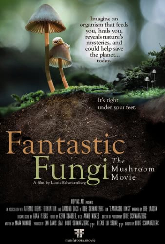 Фантастические грибы (2019) смотреть онлайн
